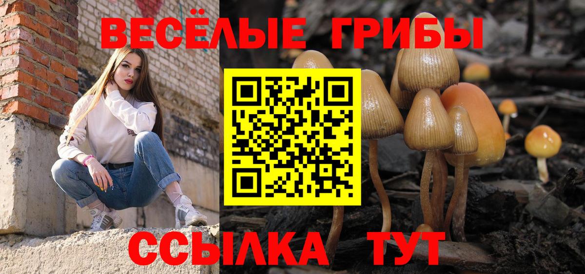 Псилоцибиновые грибы Psilocybe Узловая